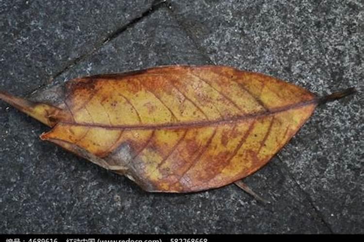 腐烂叶子怎么做肥料 腐烂的叶子可以做肥料吗