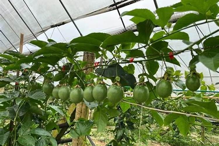 百香果施什么肥好