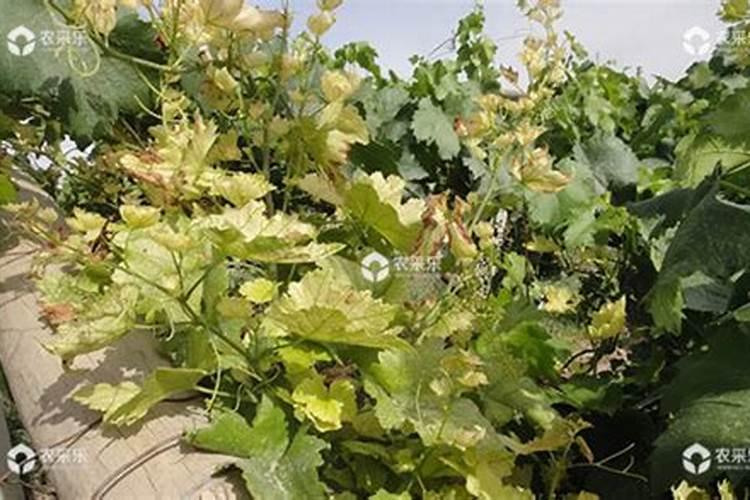 葡萄叶子发黄打什么药最好
