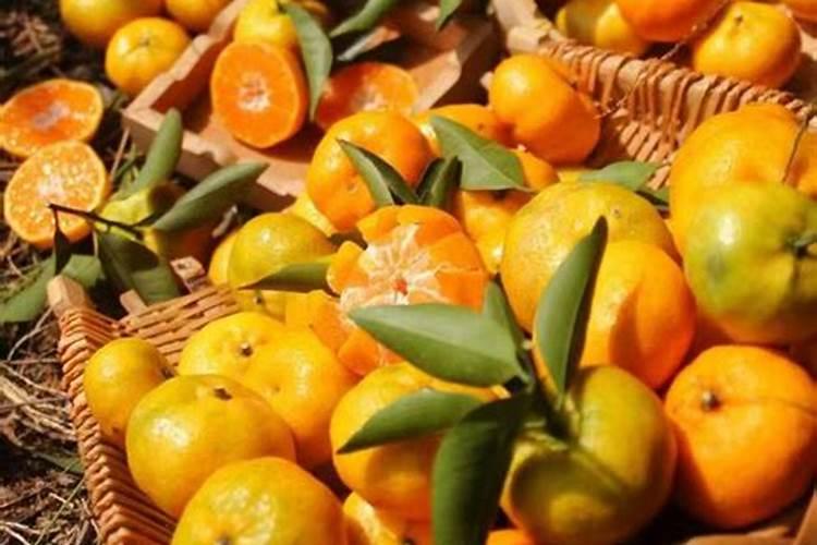 东方红蜜桔冬季种植能活吗？