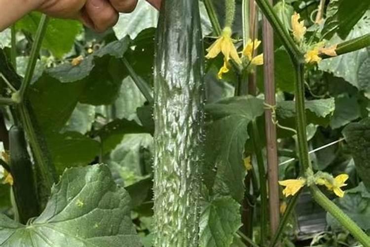 氯化钾可以浇空心菜吗？丶