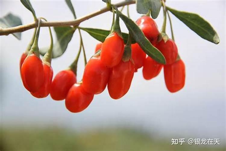 枸杞子维生素k的成分是多少