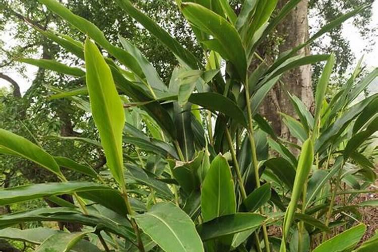 南方适合种植的药材有什么