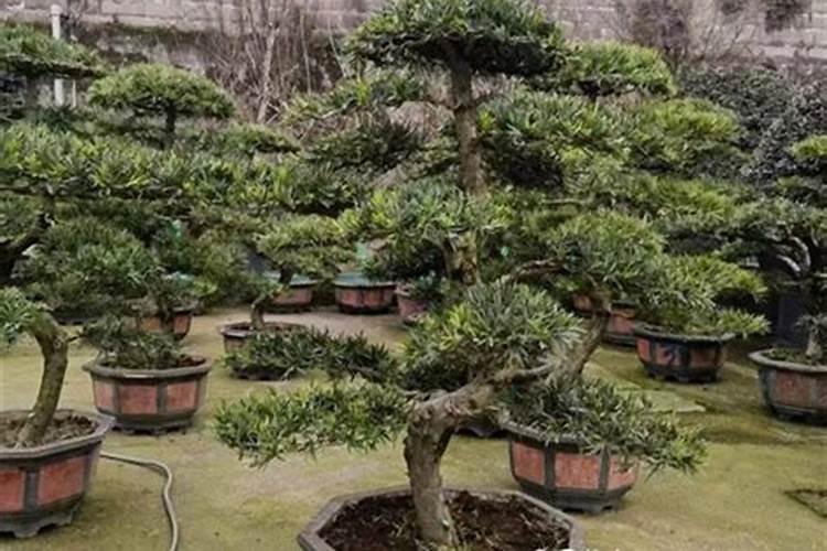 罗汉松移栽多久算成活