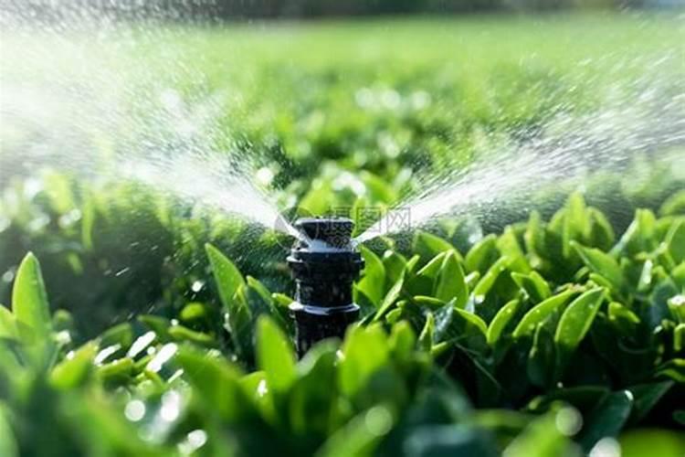 叶面肥可以浇花吗