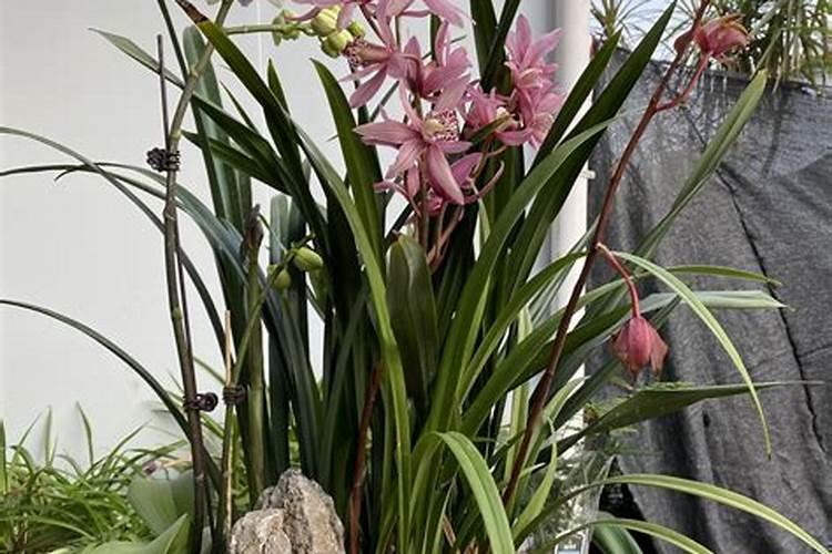 碳铵的正确使用方法