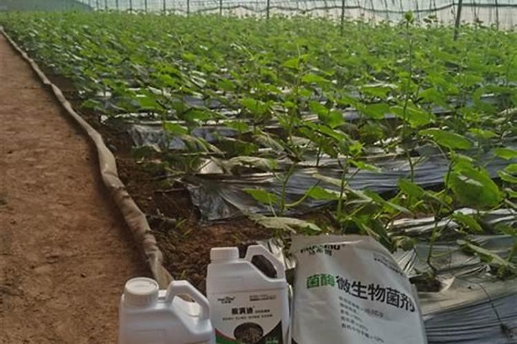 芦荟用什么肥料长得快