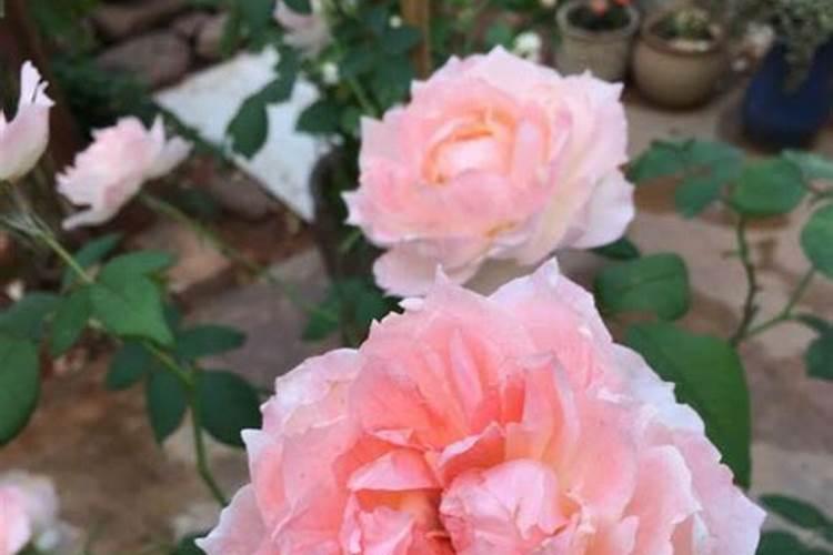 怎么让月季爆笋,长得快