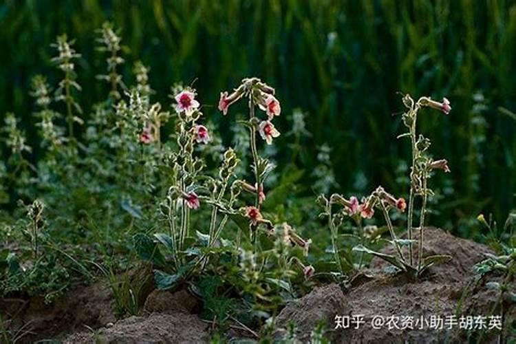 地下茎块类用什么控旺药好