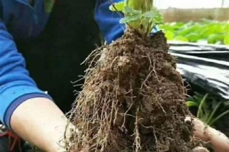 中药材壮根灵哪个品牌好？中药材根茎块膨大用什么肥料？