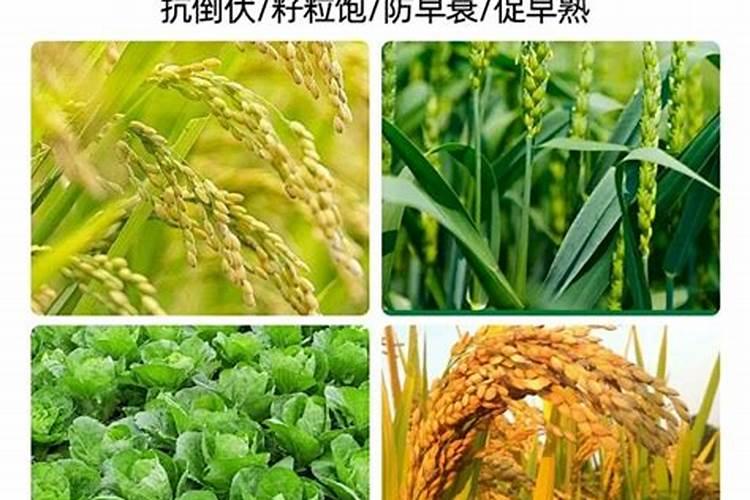 草炭土与腐殖土有什么差别？