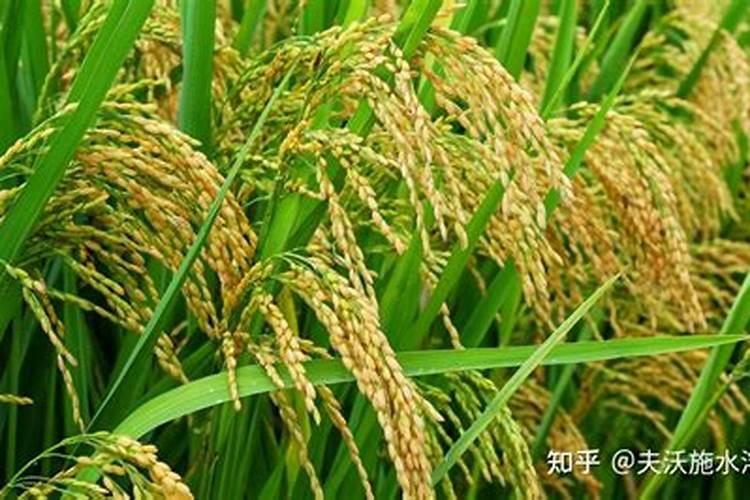 沙质土壤如何种植水稻