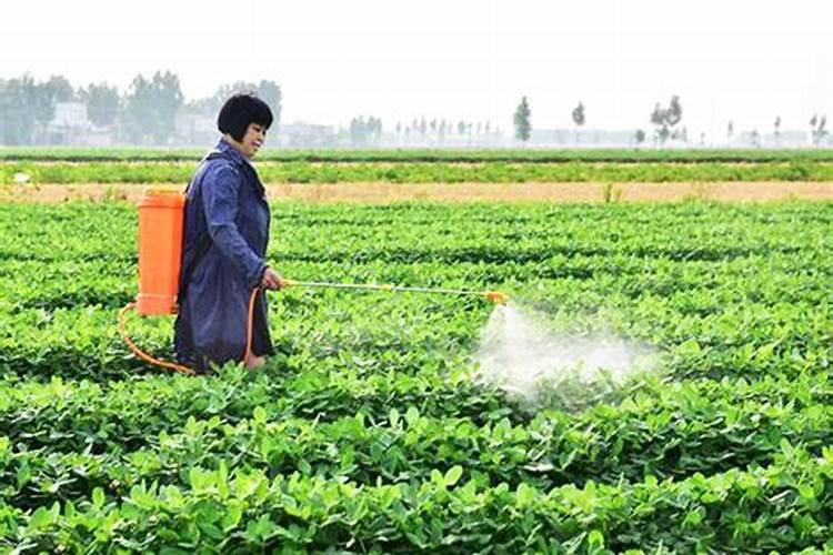 花生出苗15天喷什么药最好