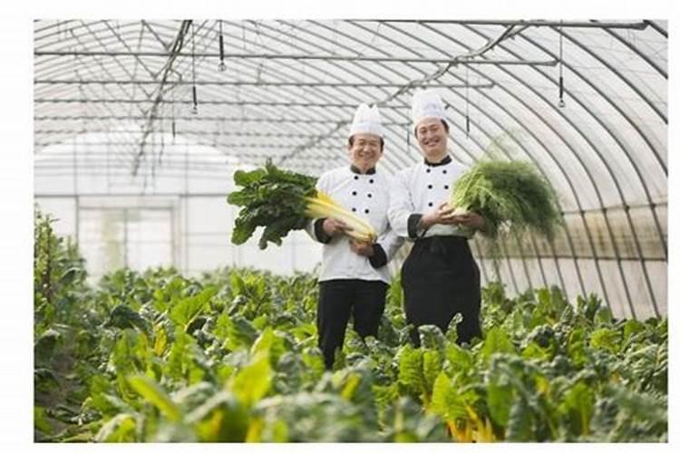 叶面肥十大名牌排名