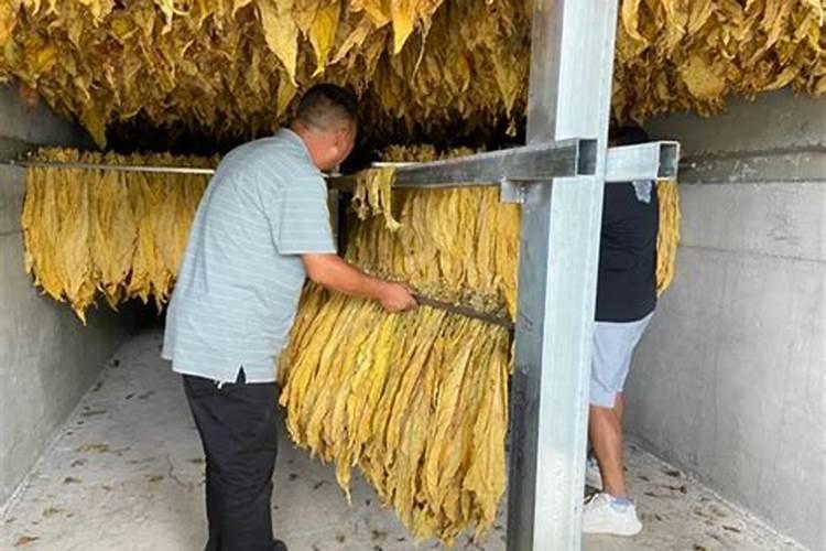 烟草专用肥厂家批发？烤烟用那种肥料效果好？促花保果抗病肥调色师!