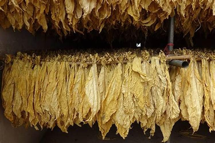 种烤烟用什么肥料好？