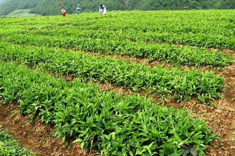 一亩地用多少硼肥 如何正确施硼肥