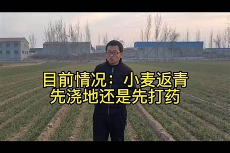 叶面肥怎么用？小麦叶面肥。