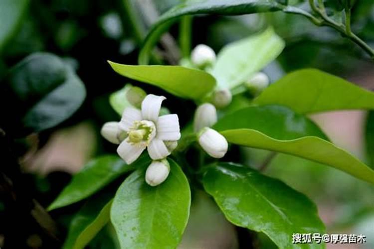 柚子树花开太多怎么处理？