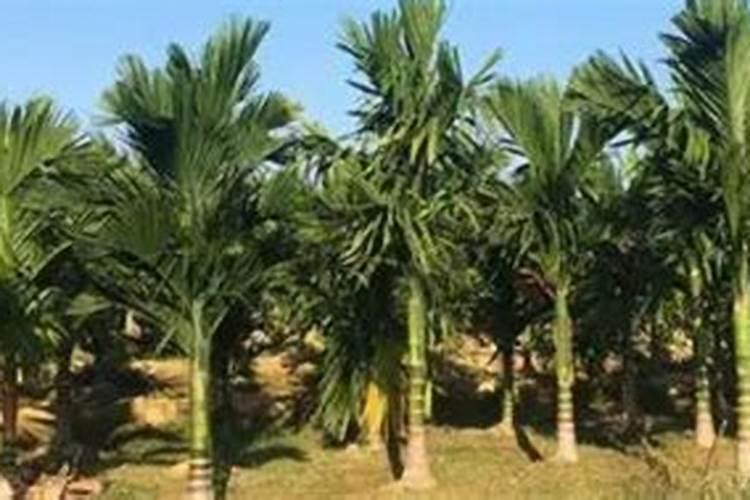 槟榔开花前施什么肥,施肥需要离树多远