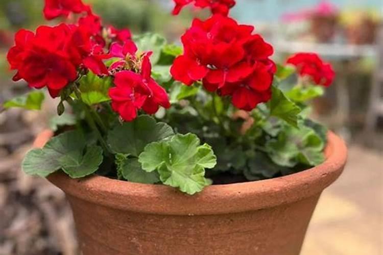 什么可以代替肥料给花施肥,如何养花的技巧和施肥