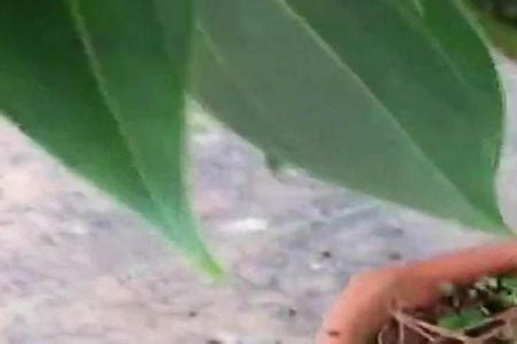 刚刚移栽的树可以施肥吗 刚移栽的树什么时候可以施肥