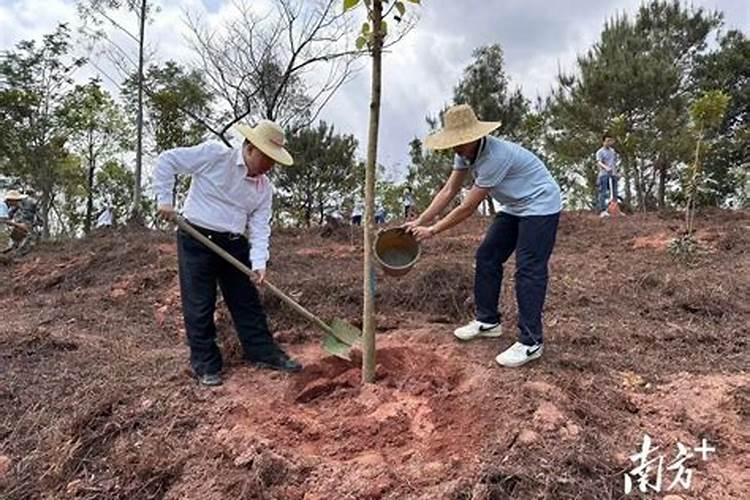 新移栽的树多久可以施肥