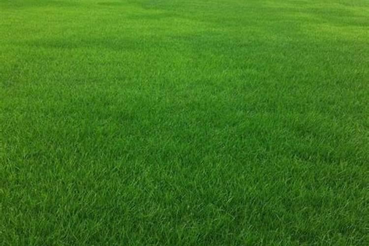 黑麦草出芽后多久施肥