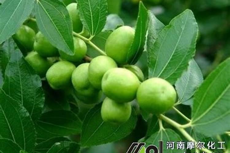 枣树开花坐果期喷啥水溶肥好？