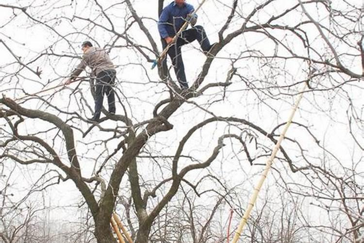 大枣膨大期上什么肥料产量高？大枣保花保果用哪种水溶肥效果好？