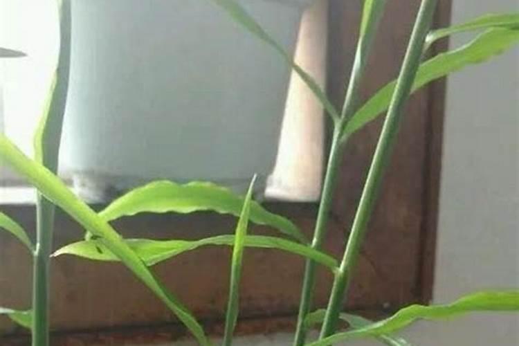 地里的生姜苗怎么能长得壮实点？云大YD120长效芸苔素有用吗？