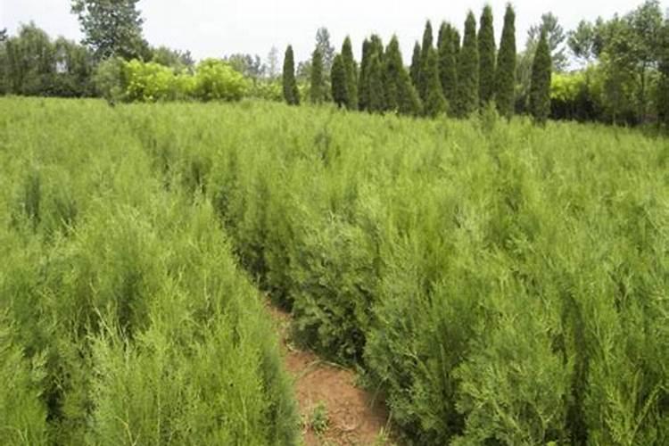 小麦用芸苔素拌种用量是多少 拌种后多久播种合适