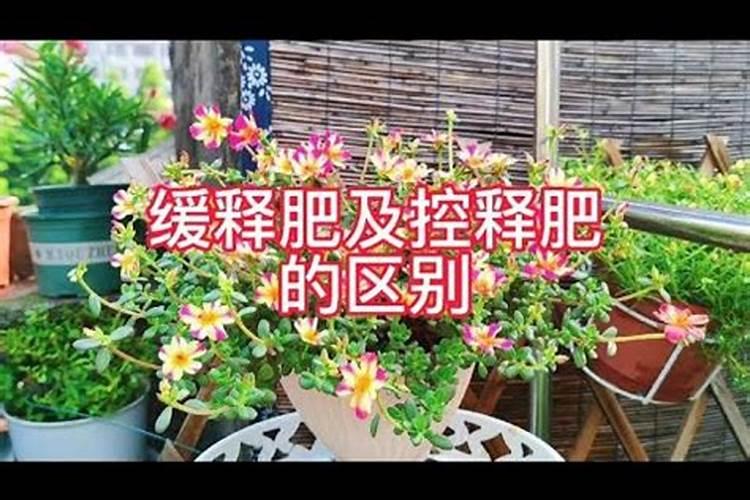 玉米结果期施什么肥