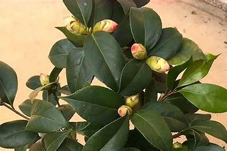 已经有花苞的茶花要不要施肥