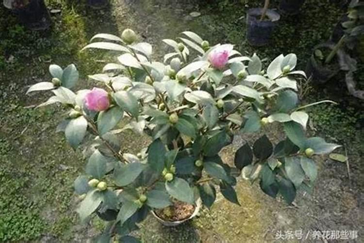 已经有花苞的茶花要不要施肥