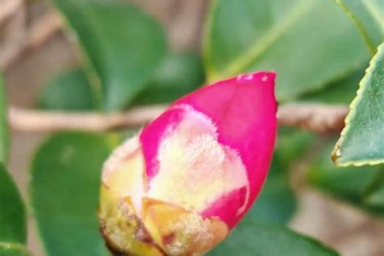 茶花开完花后需要施肥吗(开花前花苞露红施什么肥好)