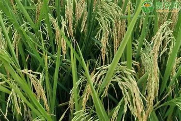 东北水稻施肥量