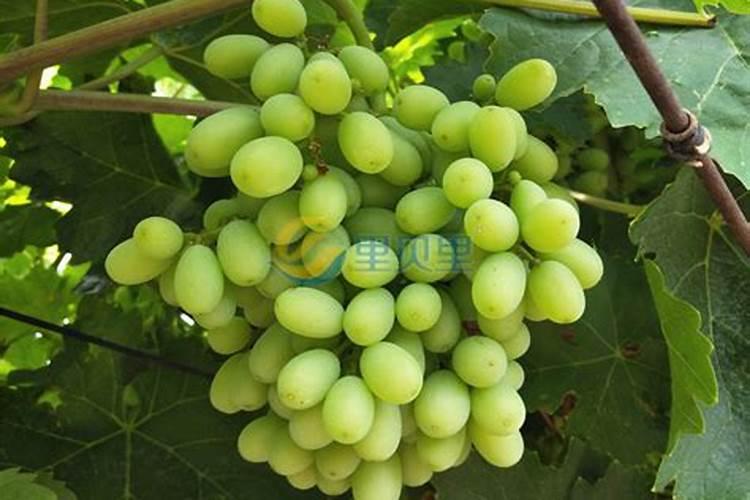 葡萄叶面肥有哪几种