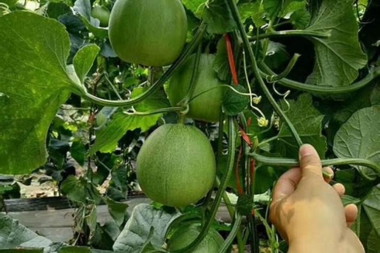 甜瓜座果期用什么叶面肥效果好？甜瓜挂果期用哪种水溶肥效果好？