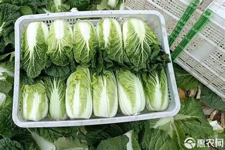 废弃鸡蛋壳千万别丢,巧用种植春豆角,豆荚肥壮铺满架!