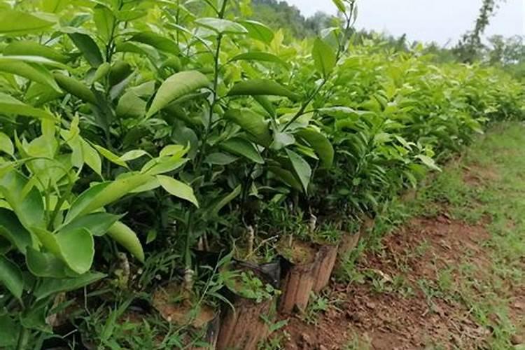 芒果树用什么肥料最好