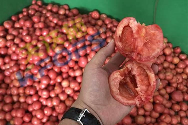 西红柿喜欢什么肥