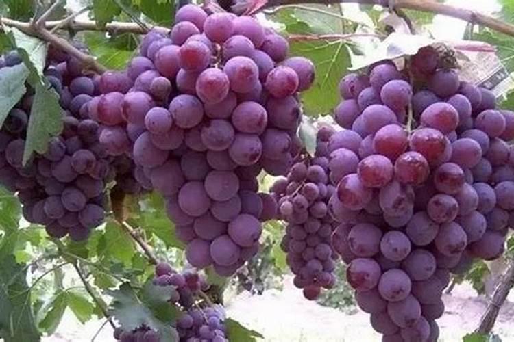 巨峰葡萄转色期间地下冲施海澡鱼蛋白可不可以