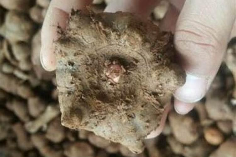 什么植物不能用磷酸二氢钾？