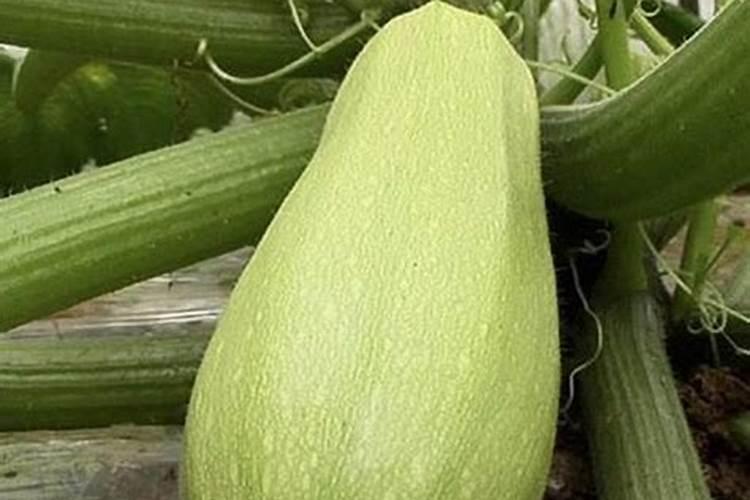 种红薯用什么肥料好