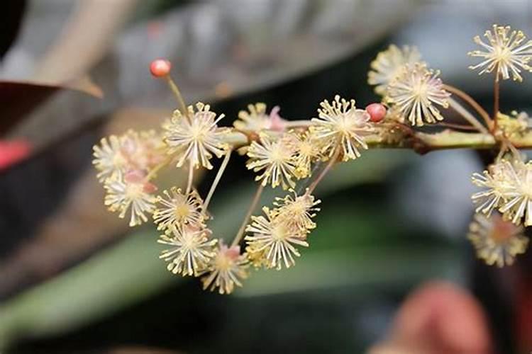 变叶木怎么施肥