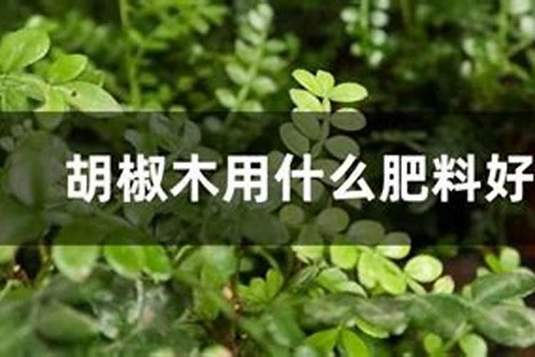 变色木的养殖方法和注意事项
