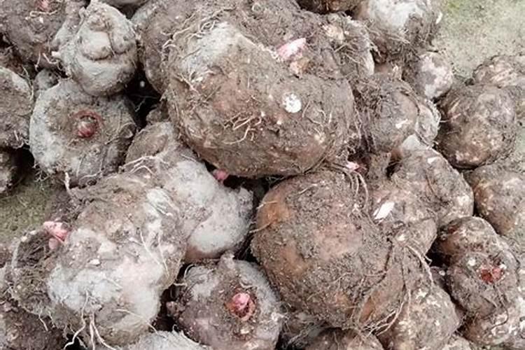 魔芋出苗后施什么肥