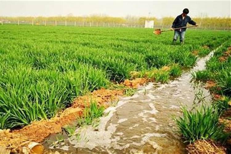 苗床一亩多少有机肥