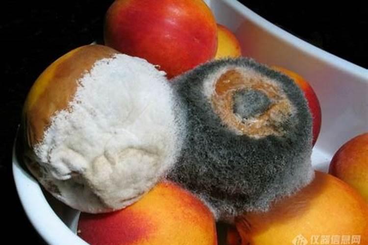 多粘芽孢菌最佳配伍